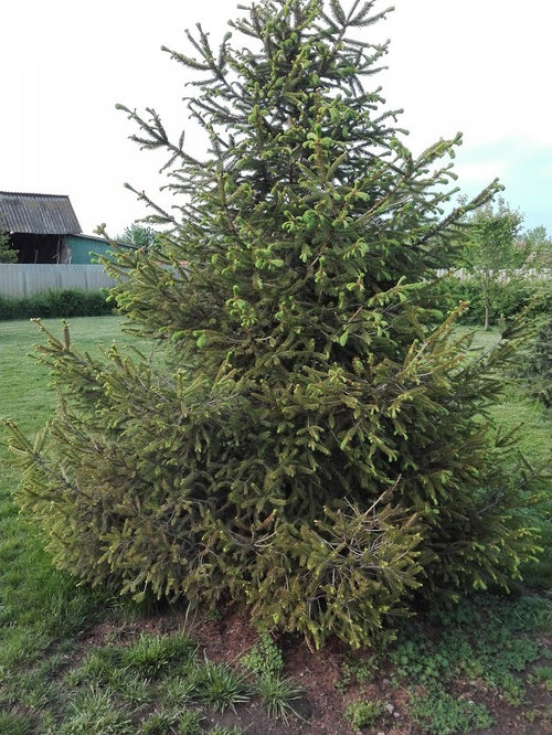 Is this Norway spruce dying?