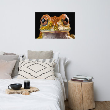Wall Art For Children's Bedrooms: Curious Critter Hylidae Tree Frog Photorealism