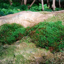 MOSS
