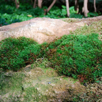 Moss garden
