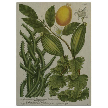 Wall Art Print Johann Weinmann Folio II Botanical 47x65 65x47