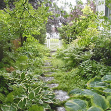 Side yard/shade plants