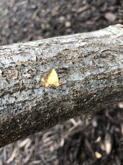 Is my Japanese Maple tree dead (or in the process of dying)?