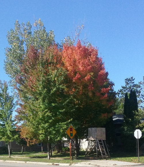 FALL COLOR THREAD - 2019