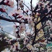 Lkhagvaa Sh's photo