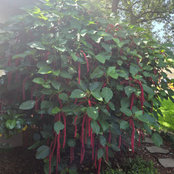 Jessica Proano's photo