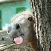 Tammy Gornik's photo
