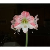 Melodie Moore's photo