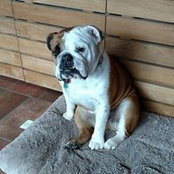 Pretty Paws Too's photo