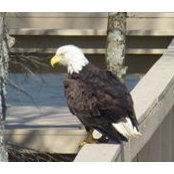 Muriel Brodie's photo