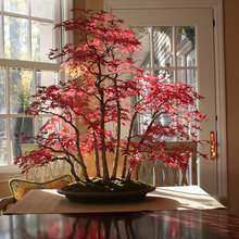 Bonsai