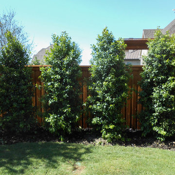 Row of Eagleston Hollies
