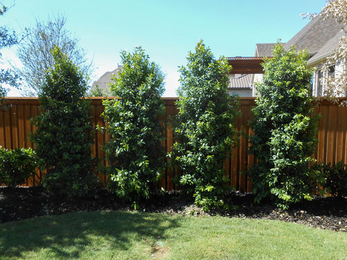 Which holly style do you like best? Tree form or full to the ground
