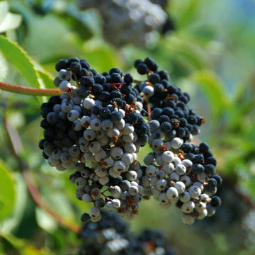 Blue elderberry