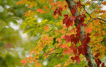 Fall on the Wall: Decorating With Rich Reds, Browns and Oranges