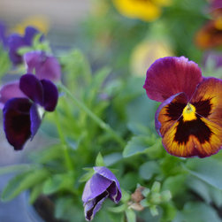 Current Featured Plants - Products