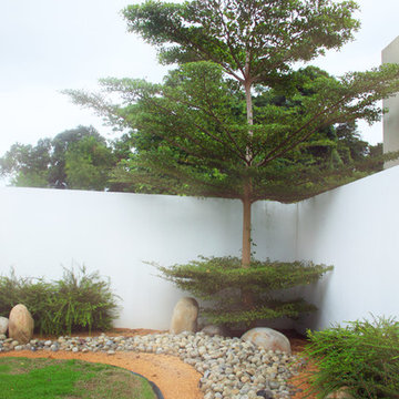 The Bucida Tree in the Autumn garden