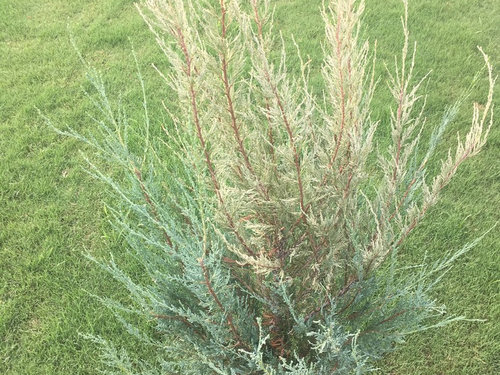 Skyrocket Juniper fading quickly