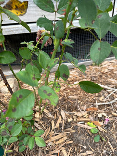 brown spots on my rose bush