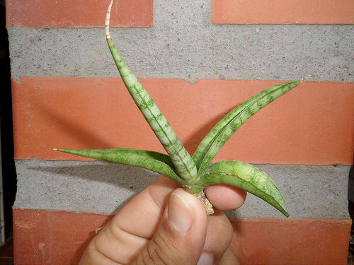 Growth Stages Of Sansevieria Cylindrica 