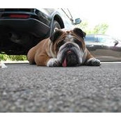 Spiro Tourikis's photo