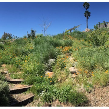 Casa Aguila Ramona Food Forest