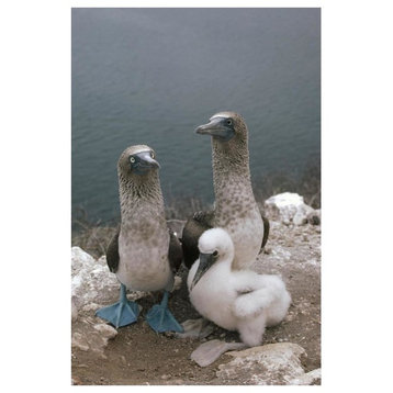Blue-Footed Booby Parents With Chick, Galapagos Islands, Ecuador-Paper Art