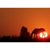 Robin West's photo