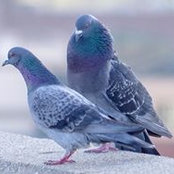 Boyd Shearer's photo
