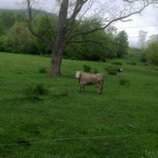 Stephen Carey's photo
