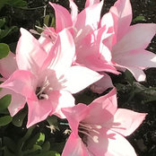Michelle Purcell's photo