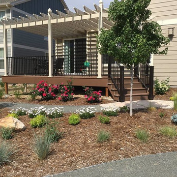 Watching a Xeriscape Grow