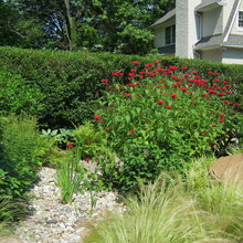 Rain Garden