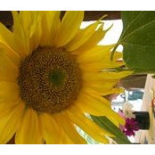 Joann DiGiovanni's photo