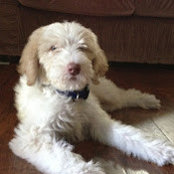 Ruby's photo