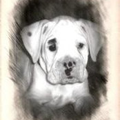 Todd Trippi's photo