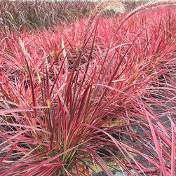 Current Featured Plants - Products