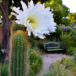 Blooming cactus - Plants