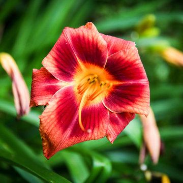 Daylily Flower