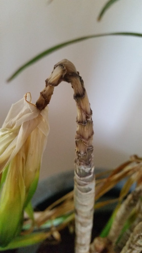 Dracaena indoor plants drooping branches