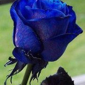 Teri Enget's photo