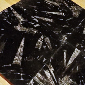 Ancient Seabed Natural Fossil Stone Collection Black (Kajal) Tiles