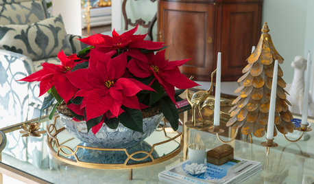 Lifestyle: Which Houseplant Should You Give as a Gift This Christmas?