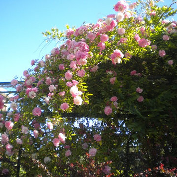 Giardino villa rose rampicanti