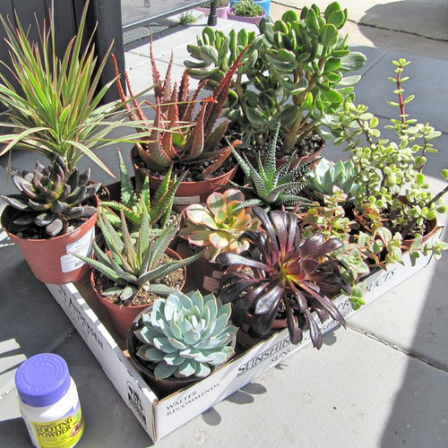 Succulents and Neem Oil Foliar Spray