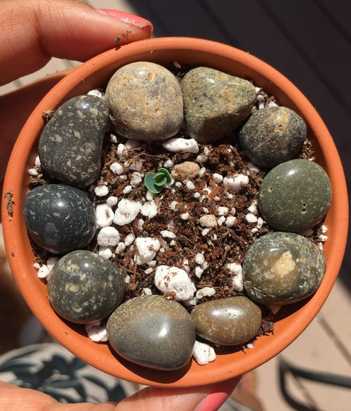 Mother of Thousands Pup Help!!!