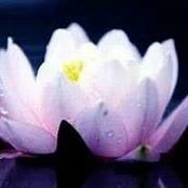 Carolann Pilla's photo