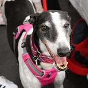 Fiona Gemmell's photo