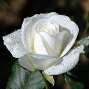 Jo Walsh's photo