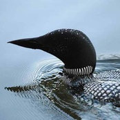 Foto von Christine Beaudoin